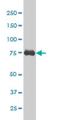 Mediator Complex Subunit 17 antibody, H00009440-M02, Novus Biologicals, Western Blot image 