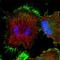 Taspase 1 antibody, NBP1-88307, Novus Biologicals, Immunofluorescence image 