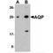 Aquaporin 2 antibody, MBS153508, MyBioSource, Western Blot image 