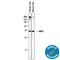 Carboxylesterase 1 antibody, AF4920, R&D Systems, Western Blot image 