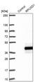 RNA Pseudouridine Synthase Domain Containing 1 antibody, PA5-59448, Invitrogen Antibodies, Western Blot image 