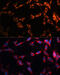 CD36 Molecule antibody, 19-860, ProSci, Immunofluorescence image 