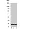 Macrophage Migration Inhibitory Factor antibody, R30231, NSJ Bioreagents, Western Blot image 