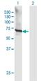 General Transcription Factor IIIC Subunit 5 antibody, H00009328-B01P, Novus Biologicals, Western Blot image 