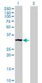 Mitochondrial Ribosomal Protein S2 antibody, H00051116-B02P, Novus Biologicals, Western Blot image 
