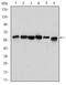 Beclin 1 antibody, GTX60413, GeneTex, Western Blot image 