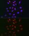 Tyrosyl-DNA Phosphodiesterase 1 antibody, GTX66457, GeneTex, Immunocytochemistry image 