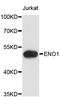 Enolase 1 antibody, STJ111043, St John