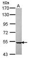 Aminopeptidase Like 1 antibody, GTX116835, GeneTex, Western Blot image 