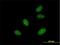 DGCR8 Microprocessor Complex Subunit antibody, H00054487-B01P, Novus Biologicals, Immunocytochemistry image 