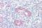 Phospholipase A2 Group IVA antibody, MBS244407, MyBioSource, Immunohistochemistry paraffin image 
