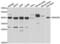 DnaJ Heat Shock Protein Family (Hsp40) Member B6 antibody, LS-C346206, Lifespan Biosciences, Western Blot image 