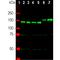 Neurofilament Medium antibody, M06821-2, Boster Biological Technology, Western Blot image 