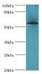 Acyl-CoA Binding Domain Containing 5 antibody, LS-C371506, Lifespan Biosciences, Western Blot image 