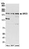 Nuclear Receptor Coactivator 3 antibody, NB100-315, Novus Biologicals, Western Blot image 