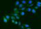Fibrinogen Gamma Chain antibody, M00790-3, Boster Biological Technology, Immunofluorescence image 