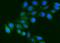 Fibrinogen Gamma Chain antibody, M00790-3, Boster Biological Technology, Immunofluorescence image 