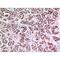 Kruppel Like Factor 13 antibody, LS-C387084, Lifespan Biosciences, Immunohistochemistry frozen image 