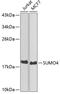 Small Ubiquitin Like Modifier 4 antibody, A06740, Boster Biological Technology, Western Blot image 