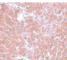 Transmembrane Protein 70 antibody, NBP1-77131, Novus Biologicals, Immunohistochemistry frozen image 