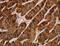 Interleukin 17 Receptor A antibody, LS-B15810, Lifespan Biosciences, Immunohistochemistry frozen image 