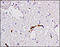 Coagulation Factor VIII antibody, 250643, Abbiotec, Immunohistochemistry paraffin image 