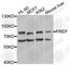 Prolyl Endopeptidase antibody, A9838, ABclonal Technology, Western Blot image 