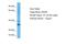 Paired Like Homeobox 2B antibody, A30214, Boster Biological Technology, Western Blot image 