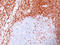 EPF antibody, AM50163PU-T, Origene, Immunohistochemistry frozen image 