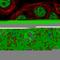 SAP30 Binding Protein antibody, HPA052943, Atlas Antibodies, Immunofluorescence image 