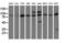 Protein Kinase D2 antibody, LS-C115588, Lifespan Biosciences, Western Blot image 