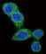 BCL2 Binding Component 3 antibody, abx027261, Abbexa, Western Blot image 