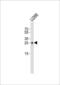 T Cell Receptor Beta Constant 1 antibody, PA5-49387, Invitrogen Antibodies, Western Blot image 