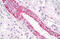 Free Fatty Acid Receptor 2 antibody, MBS248885, MyBioSource, Immunohistochemistry frozen image 
