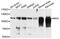 Myelin Associated Glycoprotein antibody, MBS129700, MyBioSource, Western Blot image 