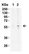 Kremen protein 2 antibody, A11875, Boster Biological Technology, Western Blot image 
