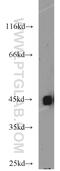 BMI1 Proto-Oncogene, Polycomb Ring Finger antibody, 10832-1-AP, Proteintech Group, Western Blot image 