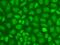 CXXC Finger Protein 1 antibody, GTX65832, GeneTex, Immunofluorescence image 