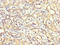 Arginyltransferase 1 antibody, LS-C673420, Lifespan Biosciences, Immunohistochemistry paraffin image 