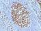 Immunoglobulin Kappa Constant antibody, orb388286, Biorbyt, Immunohistochemistry paraffin image 