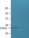 Sorting Nexin 1 antibody, orb101097, Biorbyt, Western Blot image 