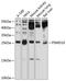 26S proteasome non-ATPase regulatory subunit 10 antibody, A03169, Boster Biological Technology, Western Blot image 