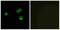 Olfactory receptor, family 7, subfamily E, member 5 pseudogene antibody, A30911, Boster Biological Technology, Immunofluorescence image 