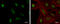 Zinc Finger Protein 512B antibody, GTX120094, GeneTex, Immunocytochemistry image 