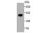 Involucrin antibody, A02628-1, Boster Biological Technology, Western Blot image 