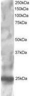 Regulator Of G Protein Signaling 1 antibody, NB100-1029, Novus Biologicals, Western Blot image 