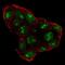 Sp5 Transcription Factor antibody, NBP2-56340, Novus Biologicals, Immunofluorescence image 