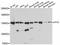 Importin 9 antibody, STJ114124, St John