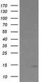 TPD52 Like 3 antibody, TA504971BM, Origene, Western Blot image 