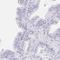 Equatorin antibody, NBP1-90868, Novus Biologicals, Immunohistochemistry paraffin image 